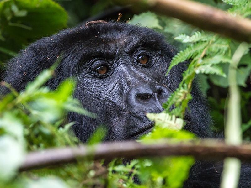Gorilla tracking 23. Mother is keeping a close eye on her son. The nose