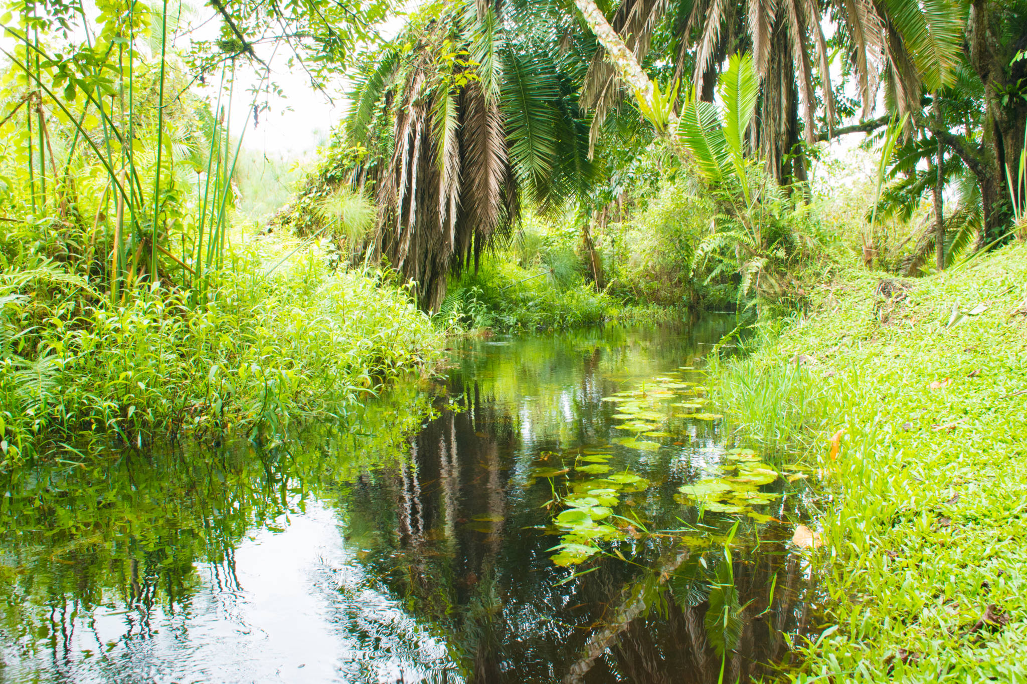 Kibale Forest Camp