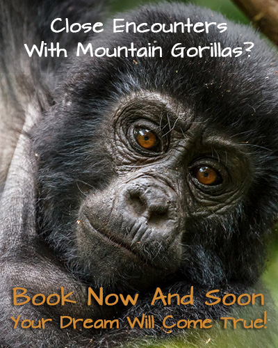 uganda gorilla tour