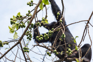 3-days-gorilla-special-day02-450x300px_7357