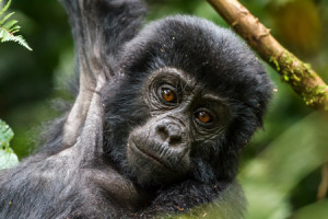 3-days-gorilla-special-overview-450x300px_0655