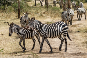 Dagomschrijvingen-3-Days-Lake-Mburo-NP-Day01-450x300px_39A5683