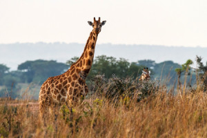 Dagomschrijvingen-3 Days Murchison Falls-Day01-450x300px_3502