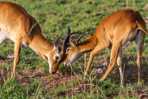 Dagomschrijvingen-3 Days Murchison Falls-Day02-450x300px_3528