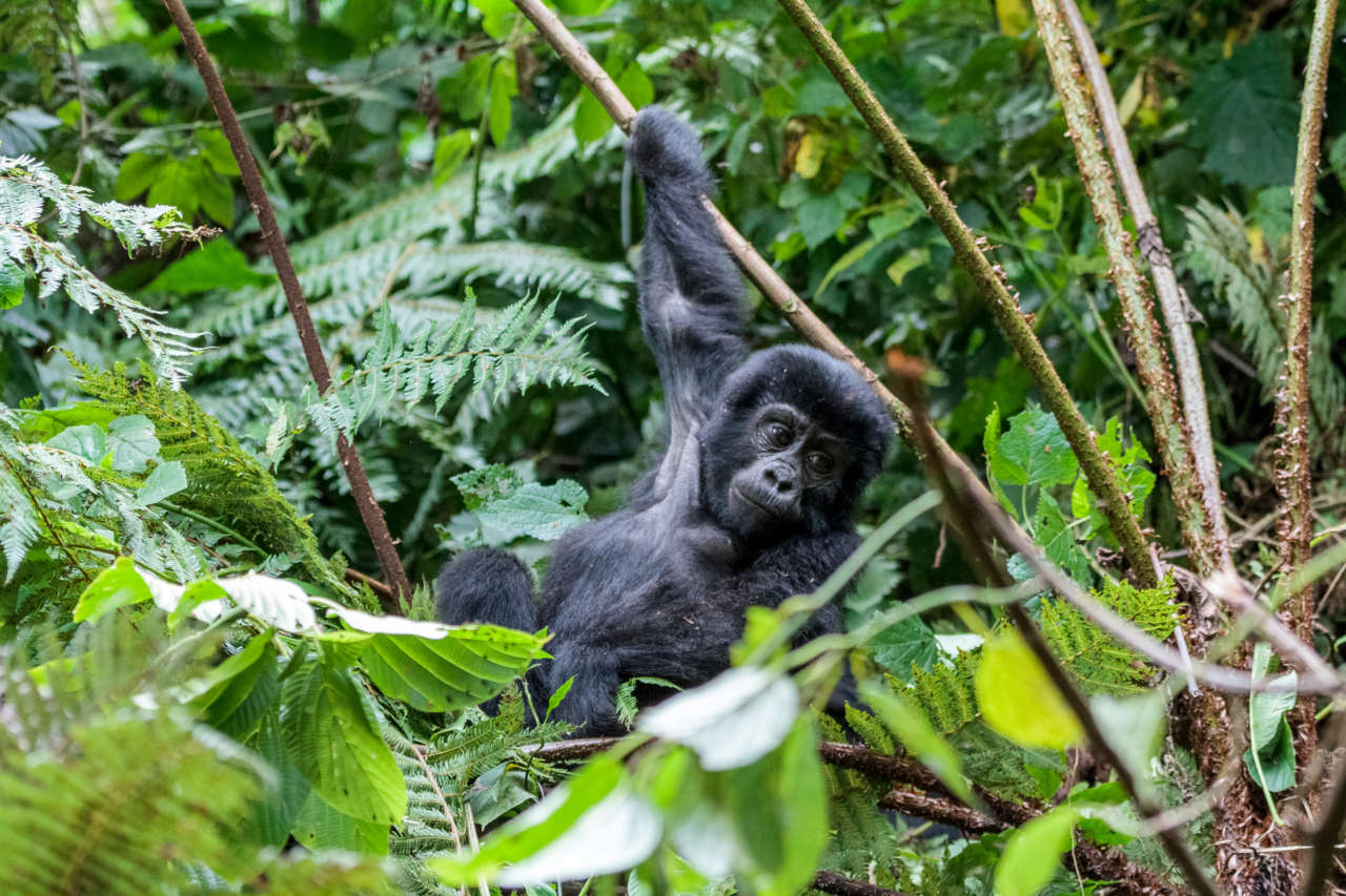 19 days Uganda Total Experience - Detail Itinerary - Gorilla Tours ...