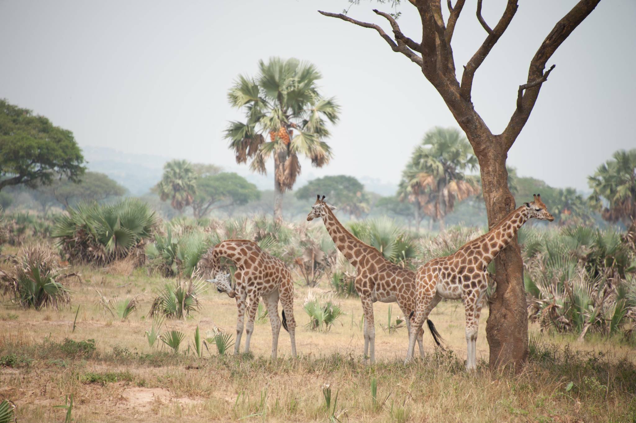 Giraffes