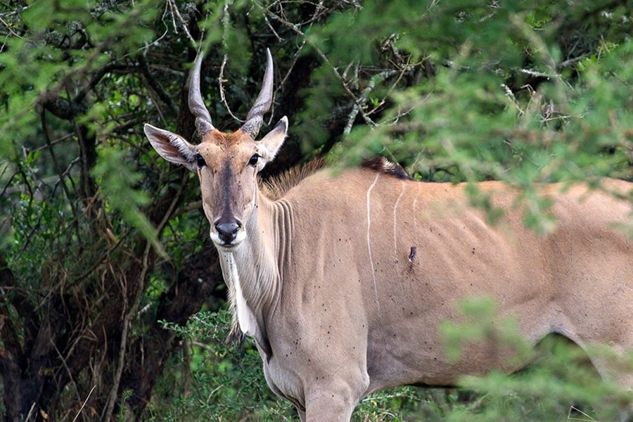 Mburo Eland