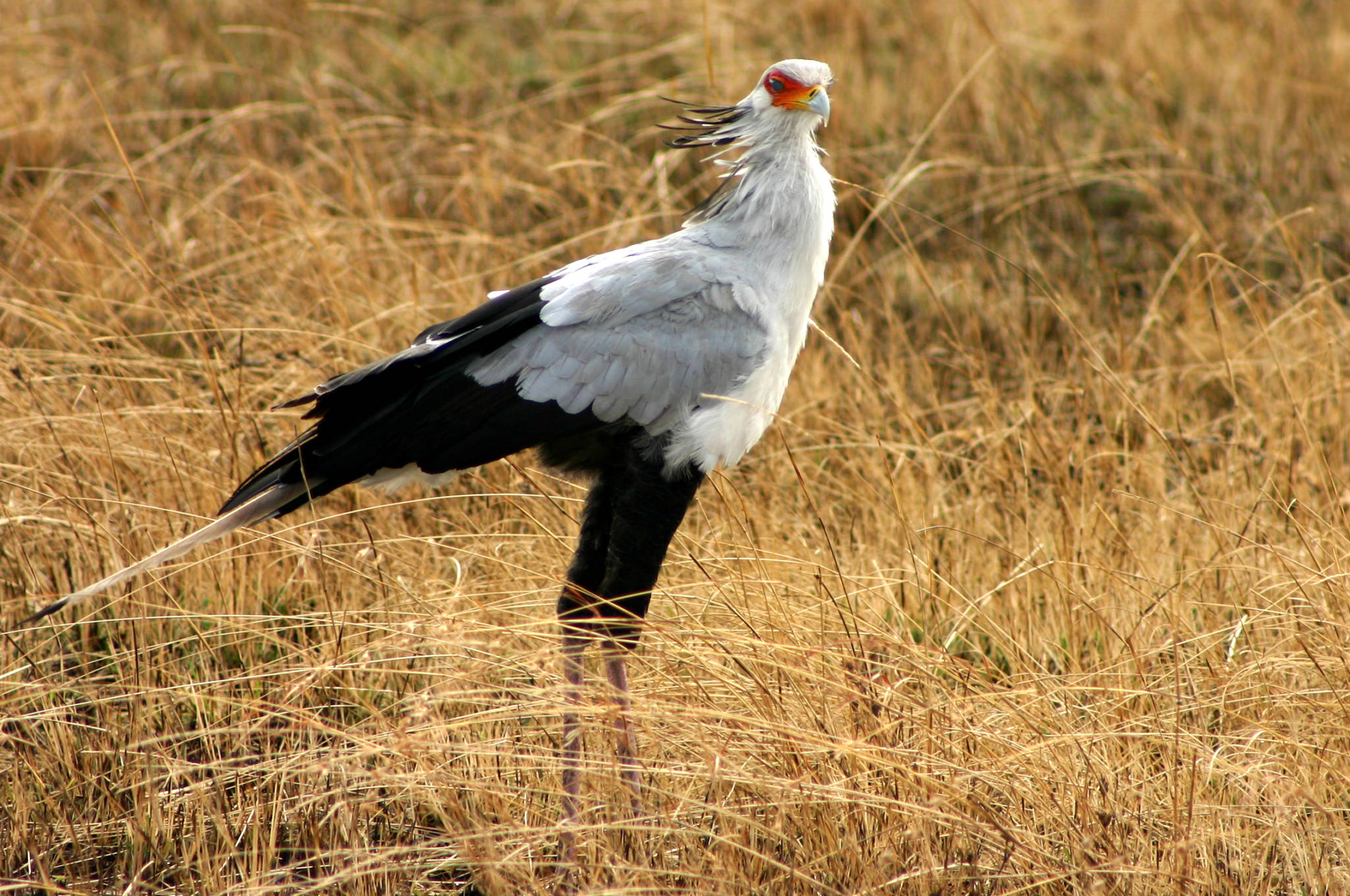 Secretary Bird